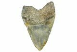 Fossil Megalodon Tooth - North Carolina #368435-2